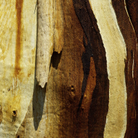 Eukalyptusrinde3-Freycinet-NP-Tasmanien-2006.jpg